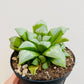 Bilde av Haworthia mutica ‘Byakuya’-Spanne Plantesalg