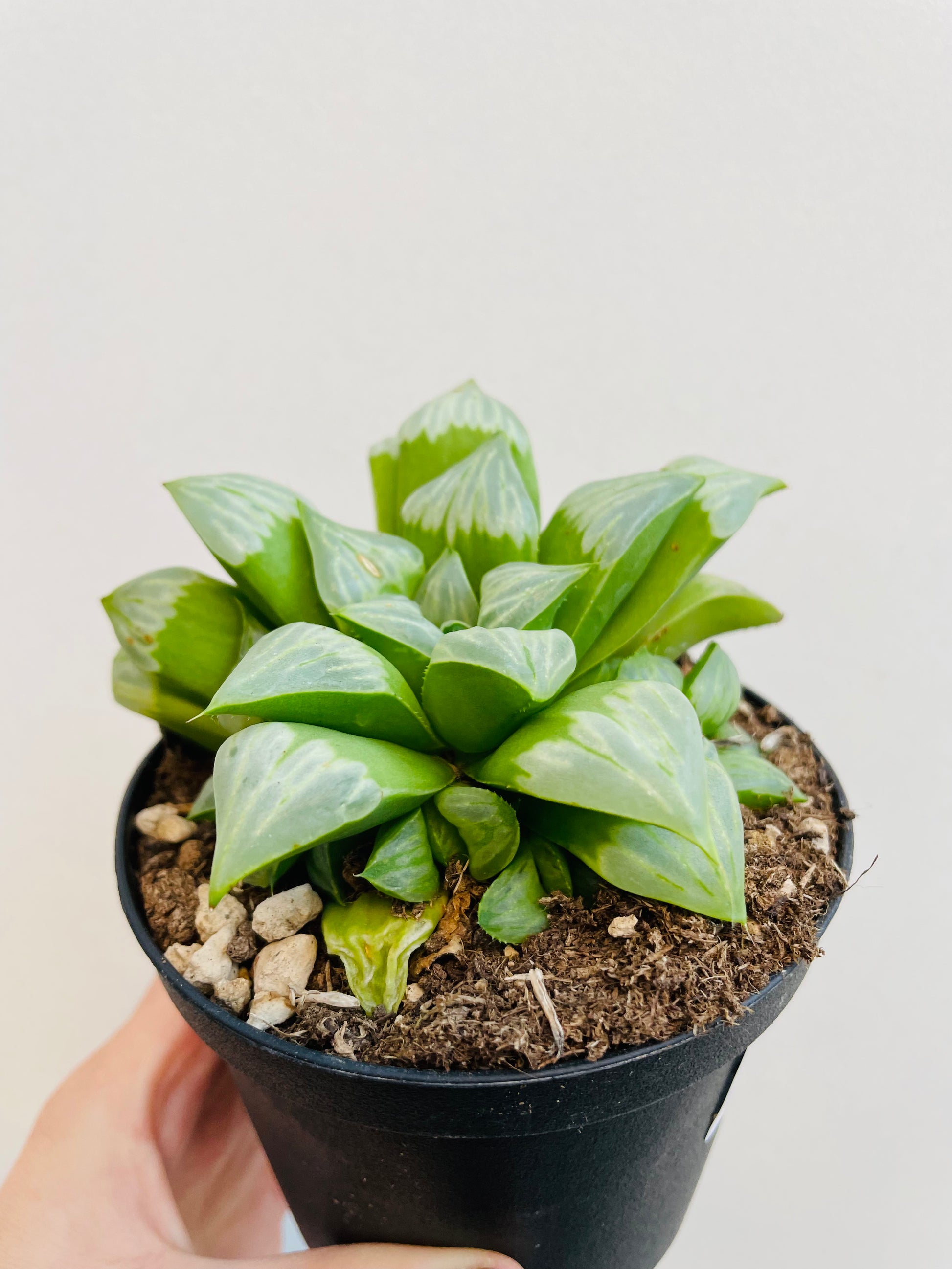 Bilde av Haworthia mutica ‘Byakuya’-Spanne Plantesalg