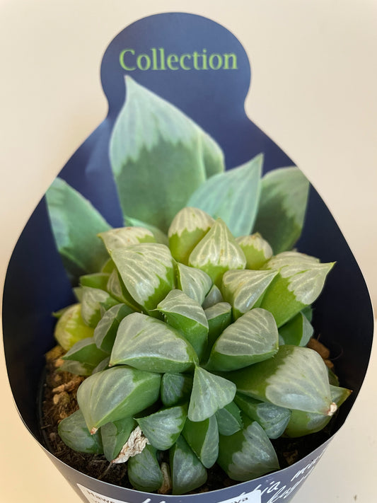 Haworthia Mutica Byakuya