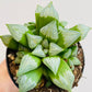 Bilde av Haworthia mutica ‘Byakuya’-Spanne Plantesalg