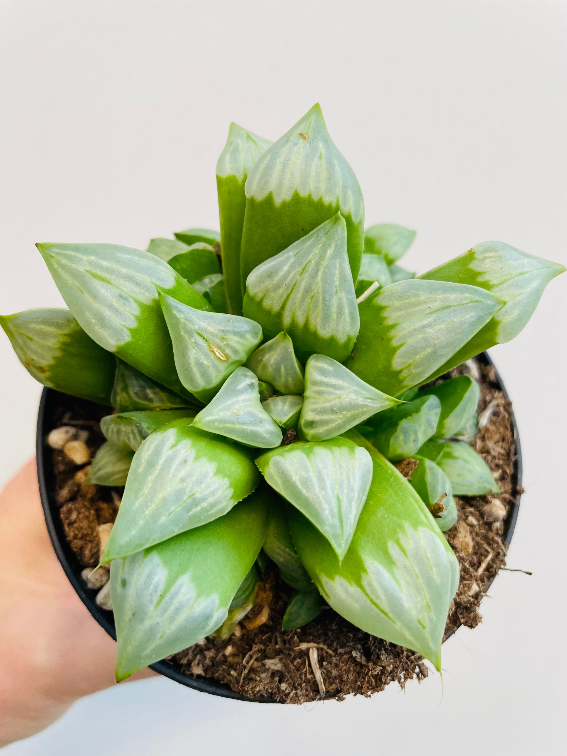 Bilde av Haworthia mutica ‘Byakuya’-Spanne Plantesalg