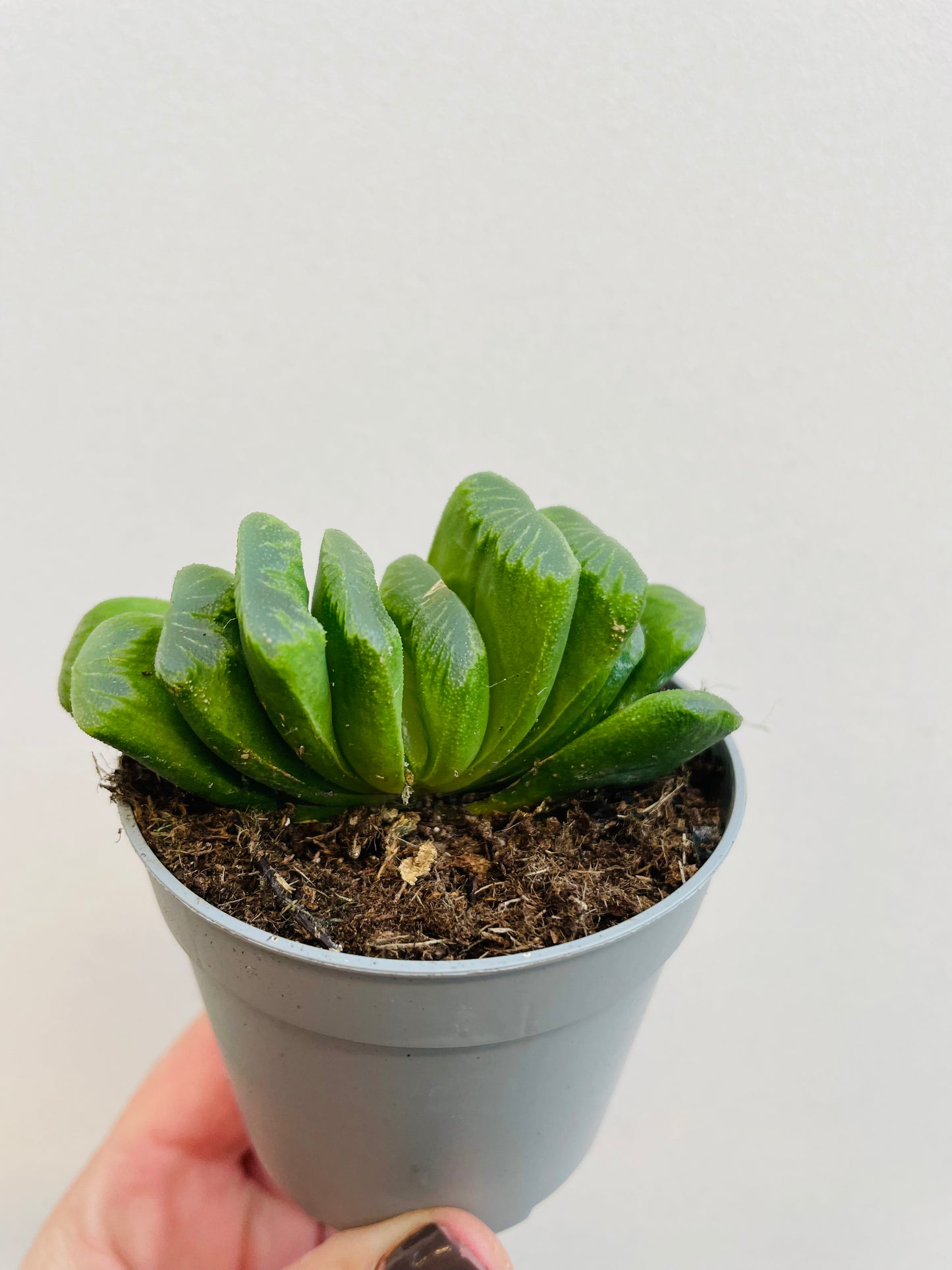 Bilde av Haworthia truncata-Spanne Plantesalg