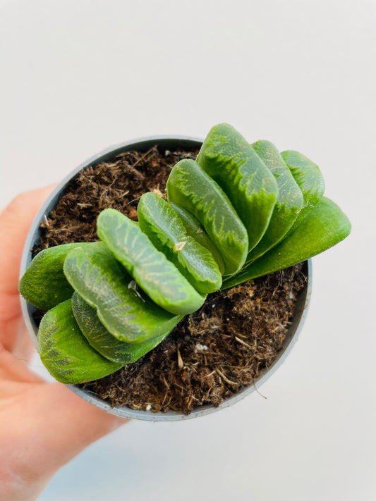 Bilde av Haworthia truncata-Spanne Plantesalg