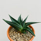 Bilde av Haworthia ‘Twister’-Spanne Plantesalg