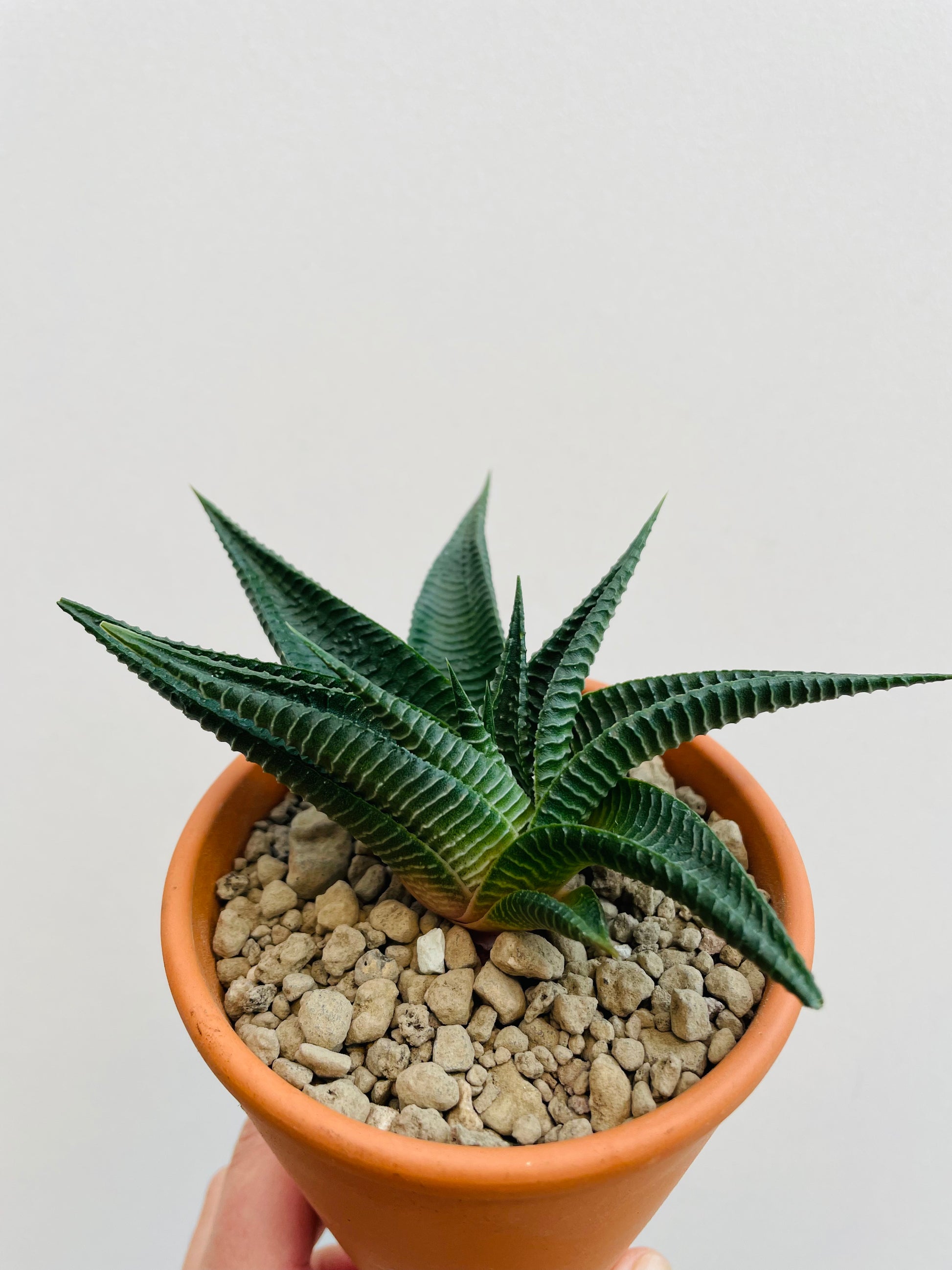Bilde av Haworthia ‘Twister’-Spanne Plantesalg