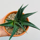 Bilde av Haworthia ‘Twister’-Spanne Plantesalg
