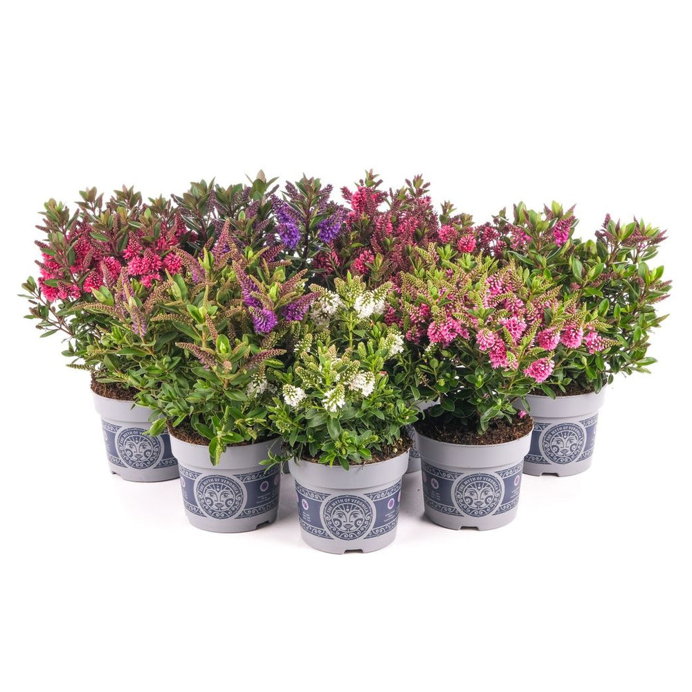 Bilde av Hebe a. All Blooms Mix-Spanne Plantesalg