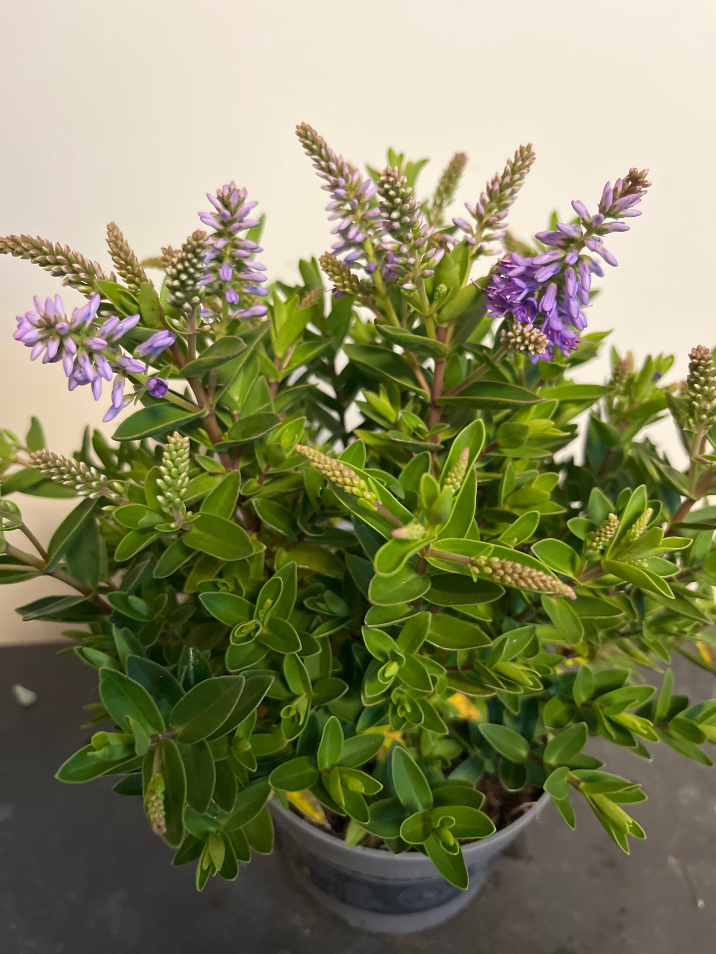 Bilde av Hebe andersonii All Blooms-Spanne Plantesalg