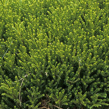 Bilde av Hebe 'Emerald Gem'-Spanne Plantesalg