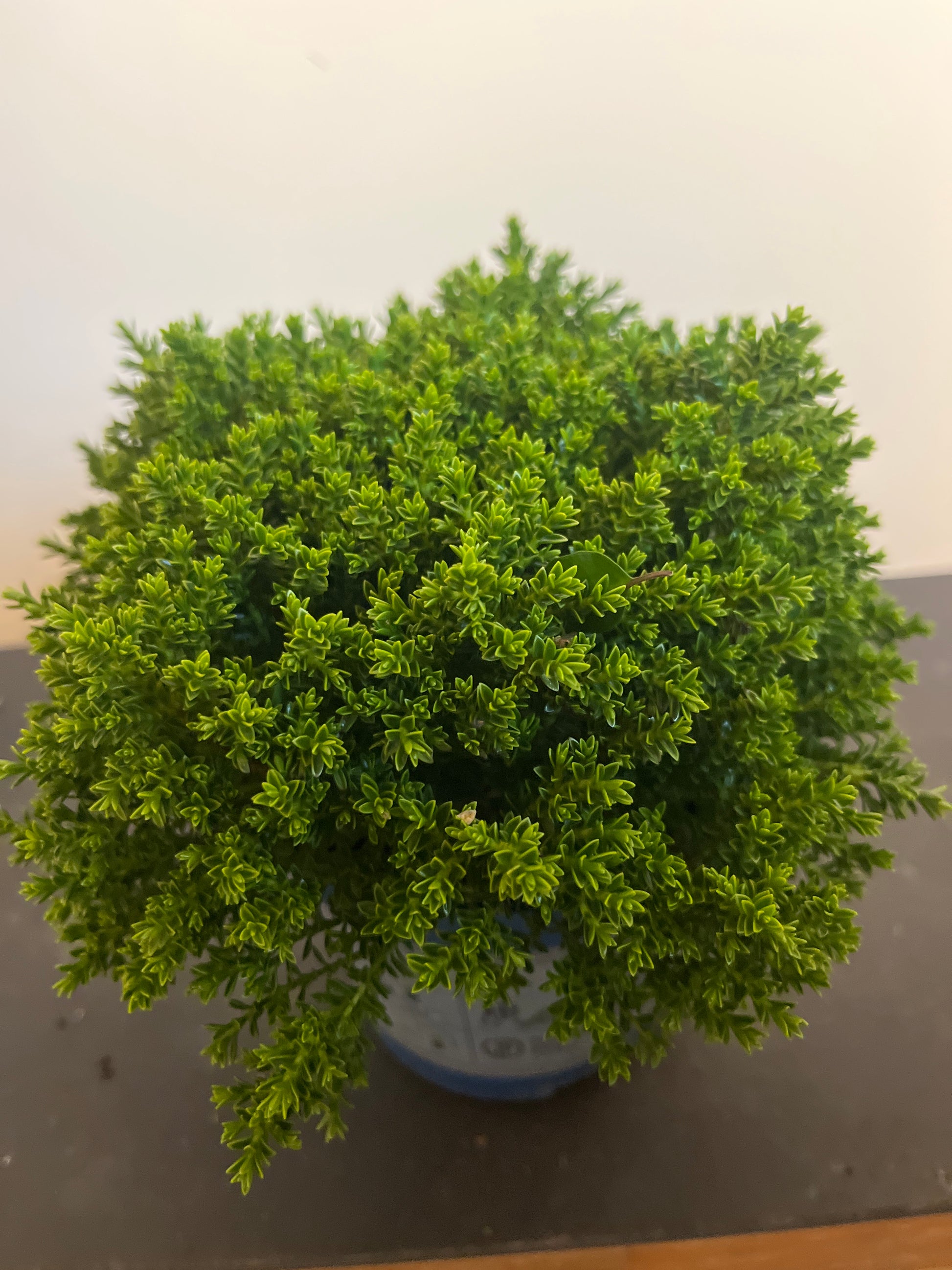 Bilde av Hebe Green Boys Mix-Spanne Plantesalg