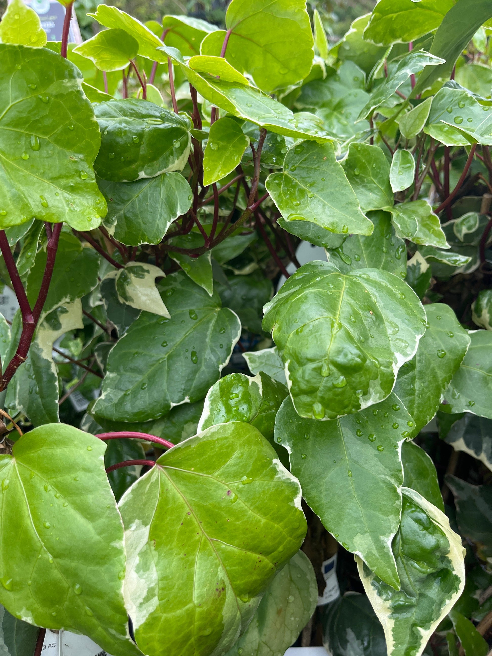 Bilde av Hedera alg. 'Gloire de Marengo'-Spanne Plantesalg