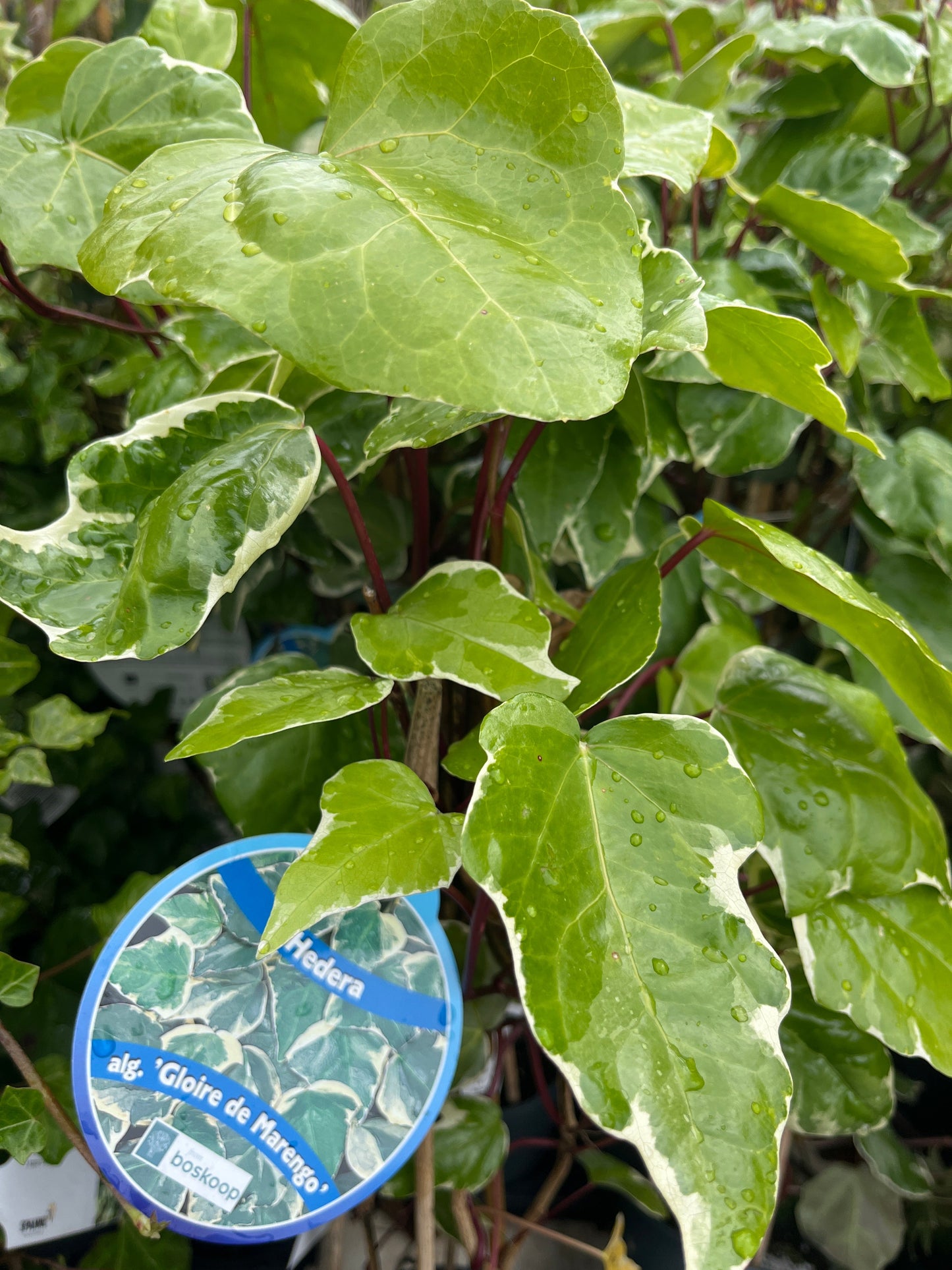 Bilde av Hedera alg. 'Gloire de Marengo'-Spanne Plantesalg