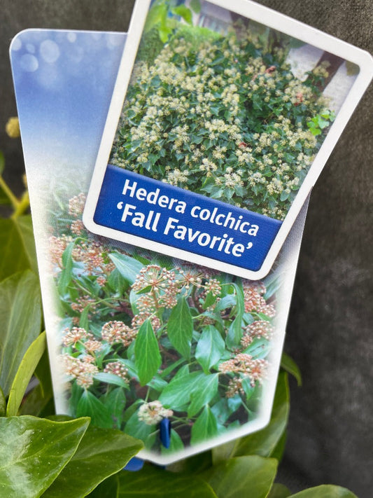 Bilde av Hedera colchica 'Fall Favourite'-Spanne Plantesalg