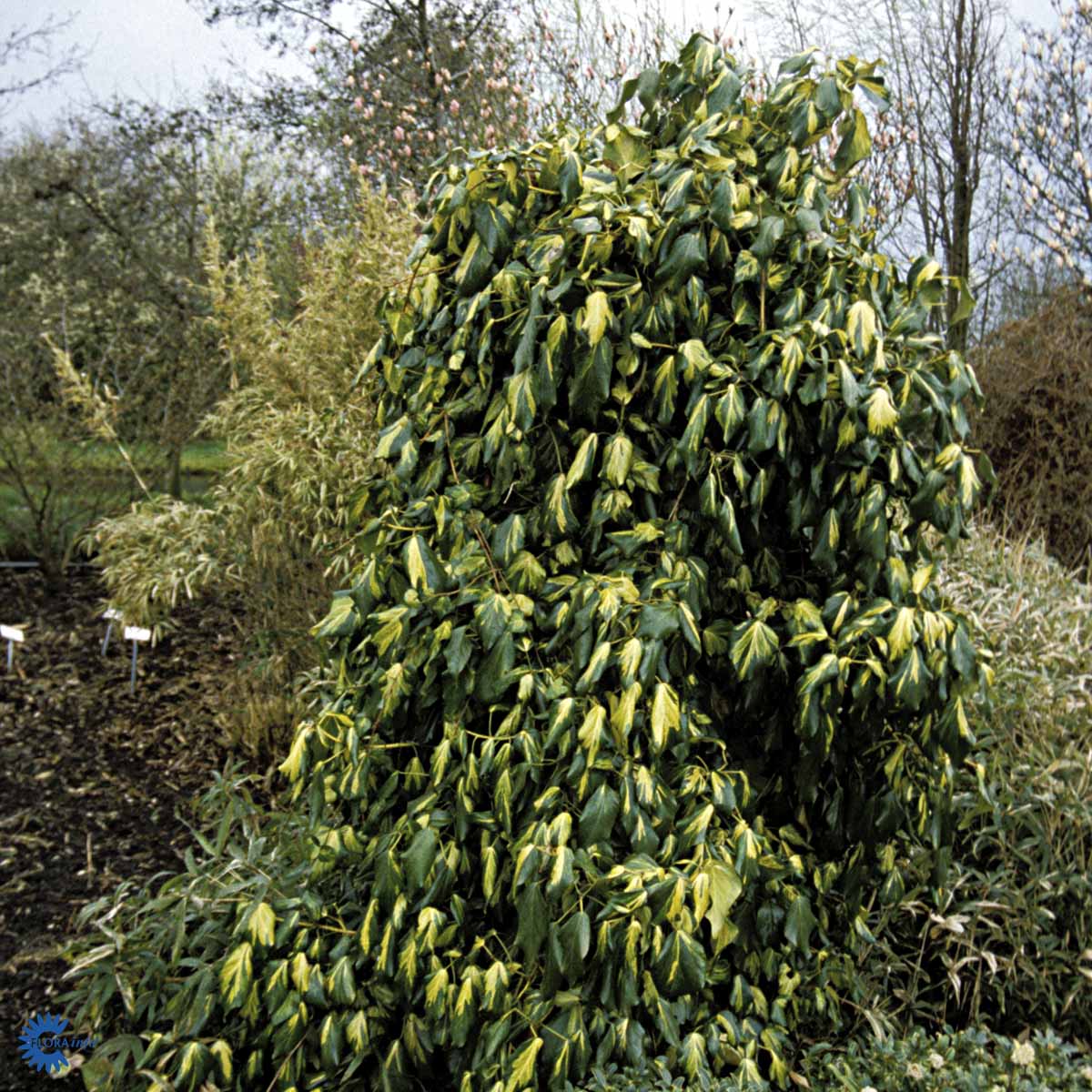 Bilde av Hedera colchica 'Sulphur Heart'-Spanne Plantesalg