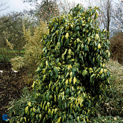 Bilde av Hedera colchica 'Sulphur Heart'-Spanne Plantesalg