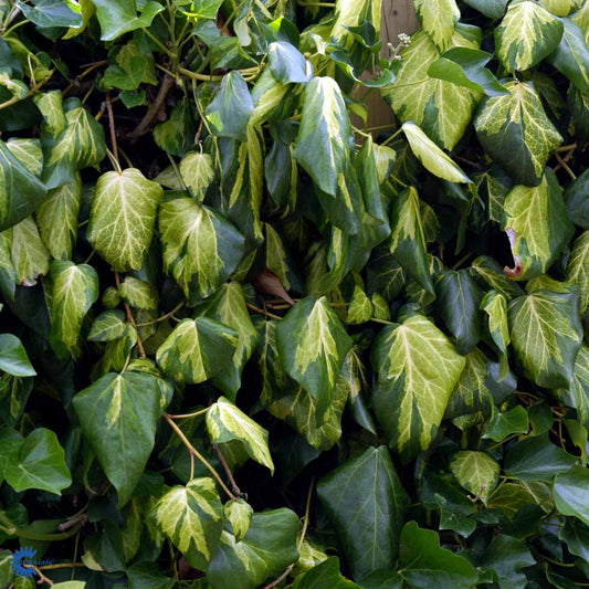 Bilde av Hedera colchica 'Sulphur Heart'-Spanne Plantesalg