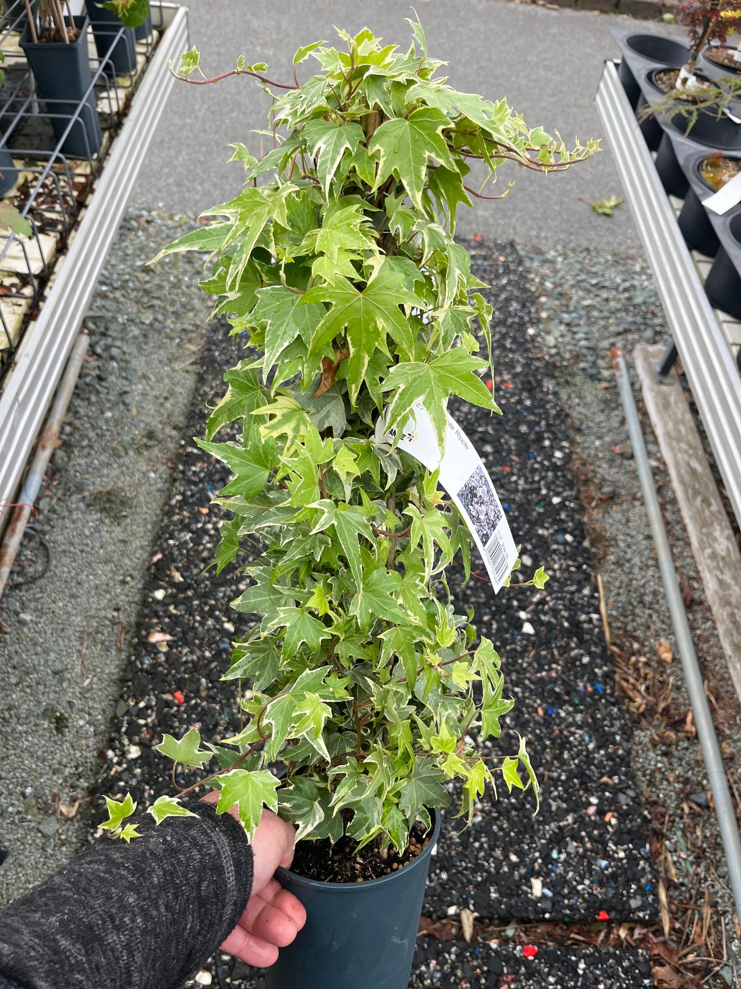 Bilde av Hedera hel. 'White Ripple'-Spanne Plantesalg