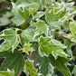 Bilde av Hedera hel. 'White Ripple'-Spanne Plantesalg