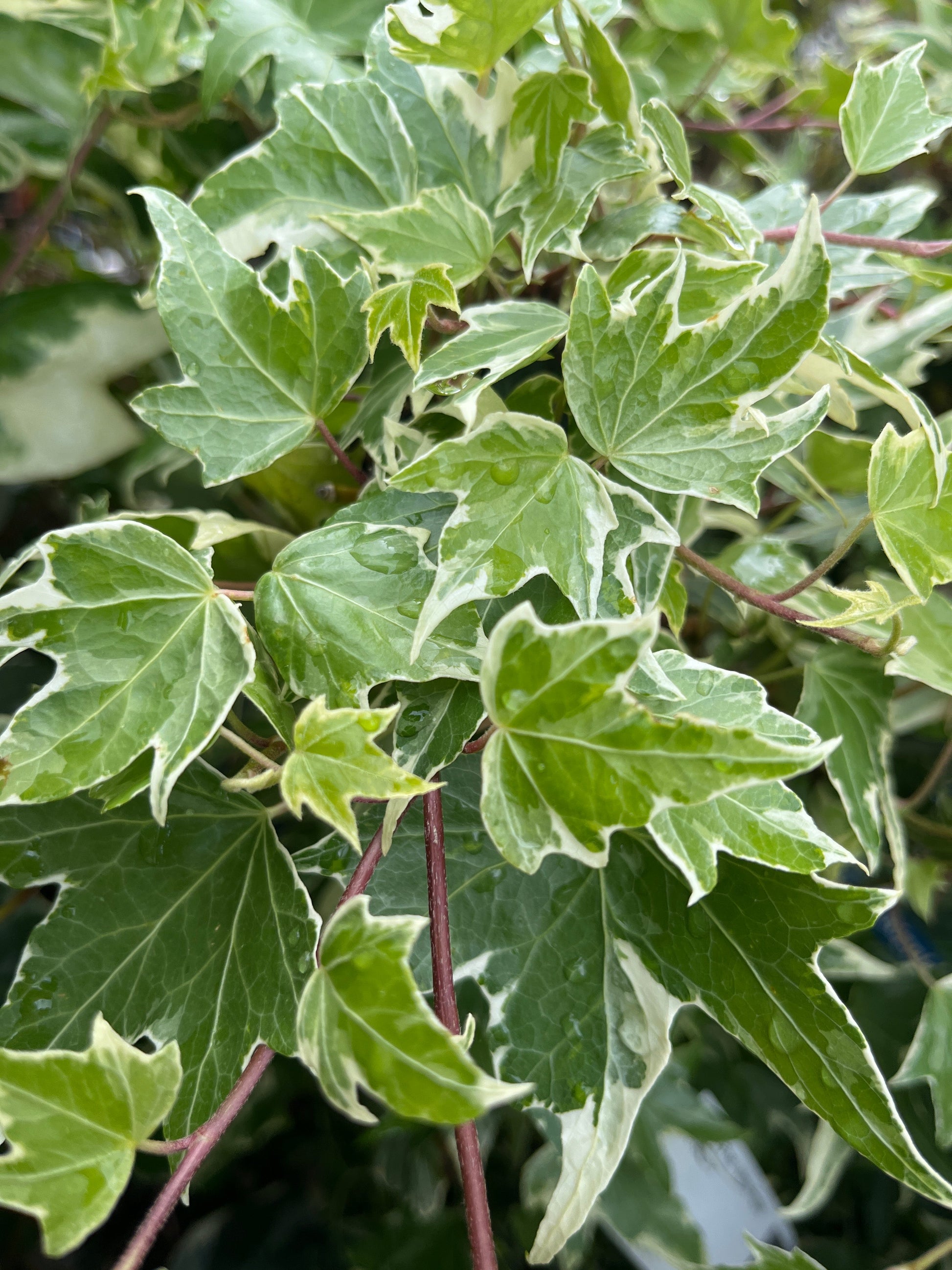 Bilde av Hedera hel. 'White Ripple'-Spanne Plantesalg