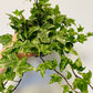 Bilde av Hedera helix ‘Broget’-Spanne Plantesalg