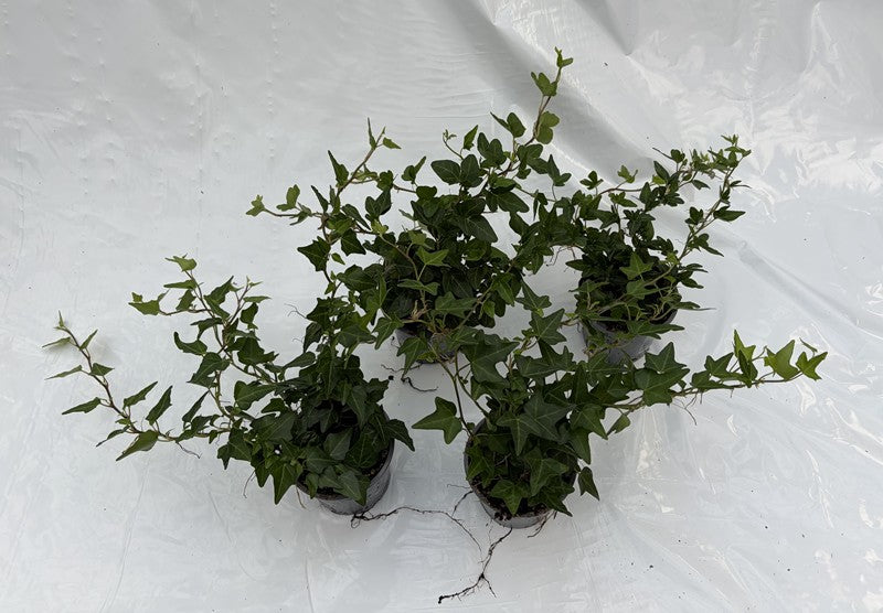 Bilde av HEDERA HELIX 'GRØN'-Spanne Plantesalg