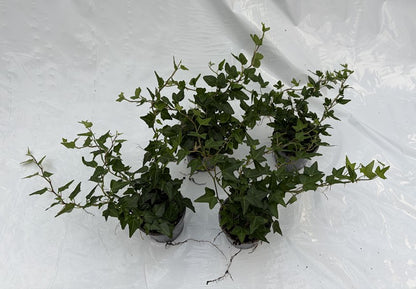 Bilde av HEDERA HELIX 'GRØN'-Spanne Plantesalg