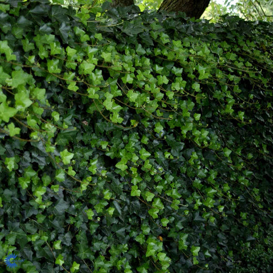 Bilde av Hedera hibernica-Spanne Plantesalg