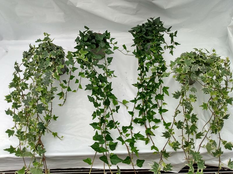 Bilde av HEDERA LANGE RANKER-Spanne Plantesalg