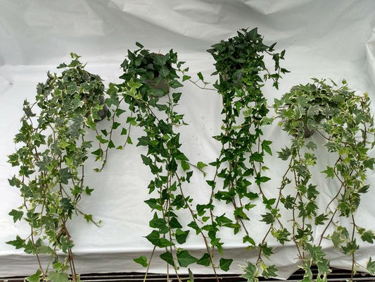 Bilde av HEDERA LANGE RANKER-Spanne Plantesalg