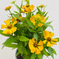 Bilde av Helenium-Spanne Plantesalg