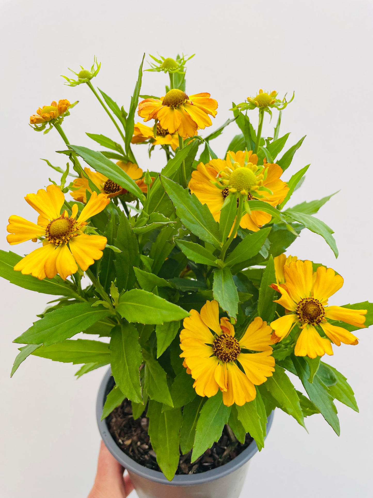 Bilde av Helenium-Spanne Plantesalg
