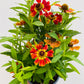 Bilde av Helenium ‘Moerheim Beauty'-Spanne Plantesalg