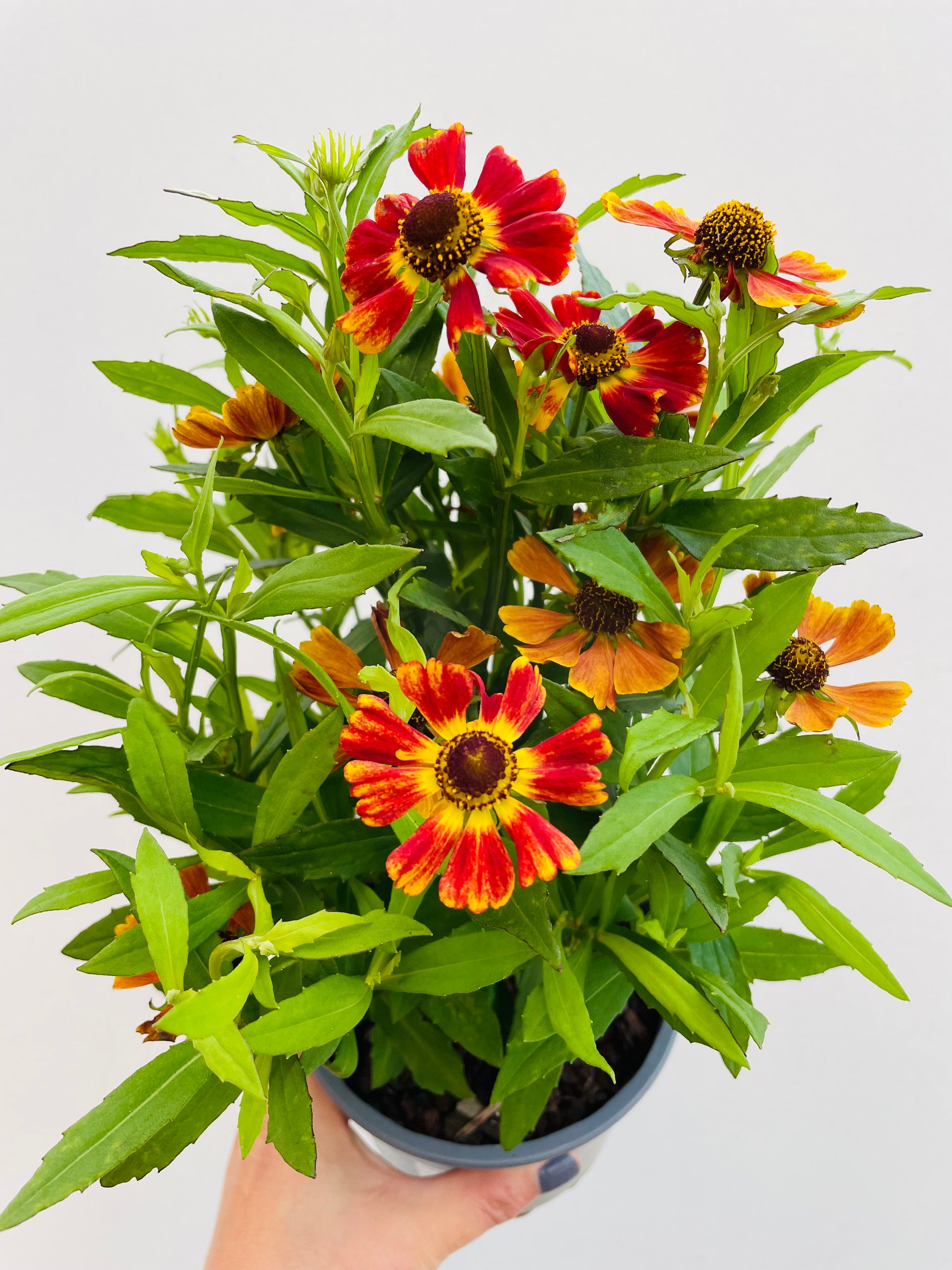 Bilde av Helenium ‘Moerheim Beauty'-Spanne Plantesalg
