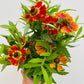 Bilde av Helenium ‘Moerheim Beauty'-Spanne Plantesalg