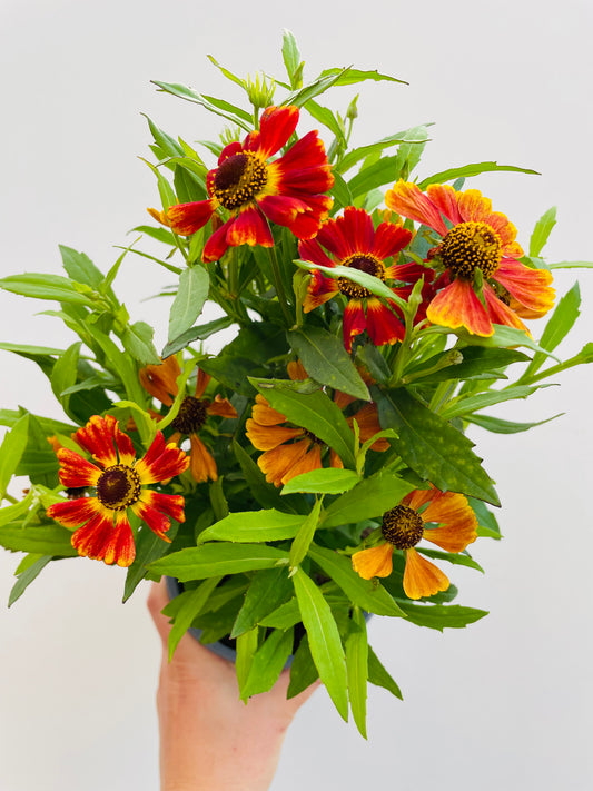 Bilde av Helenium ‘Moerheim Beauty'-Spanne Plantesalg