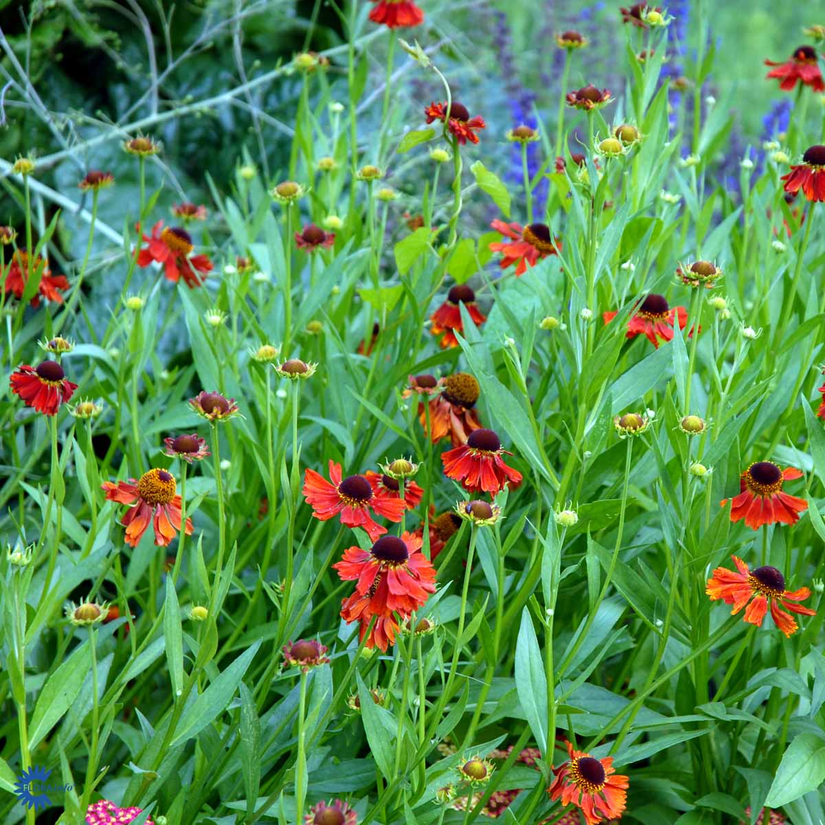 Bilde av Helenium 'Rubinzwerg'-Spanne Plantesalg