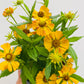 Bilde av Helenium-Spanne Plantesalg