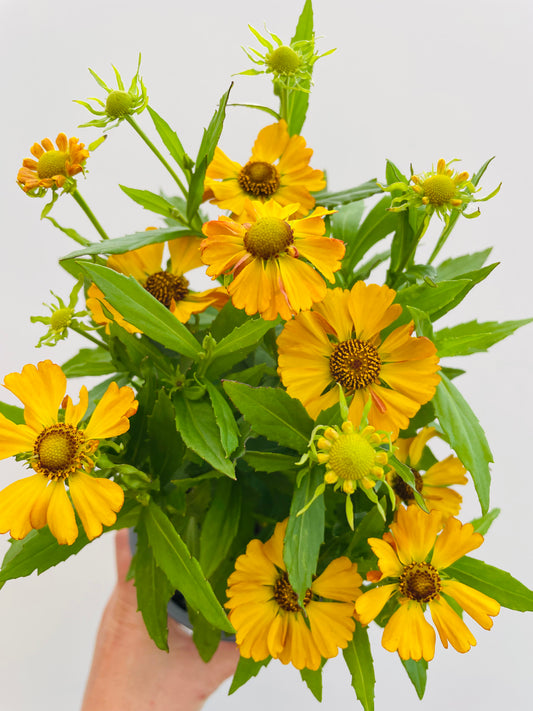 Bilde av Helenium-Spanne Plantesalg