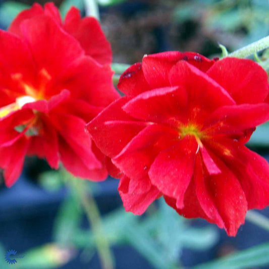 Bilde av Helianthemum 'Amabile Plenum'-Spanne Plantesalg