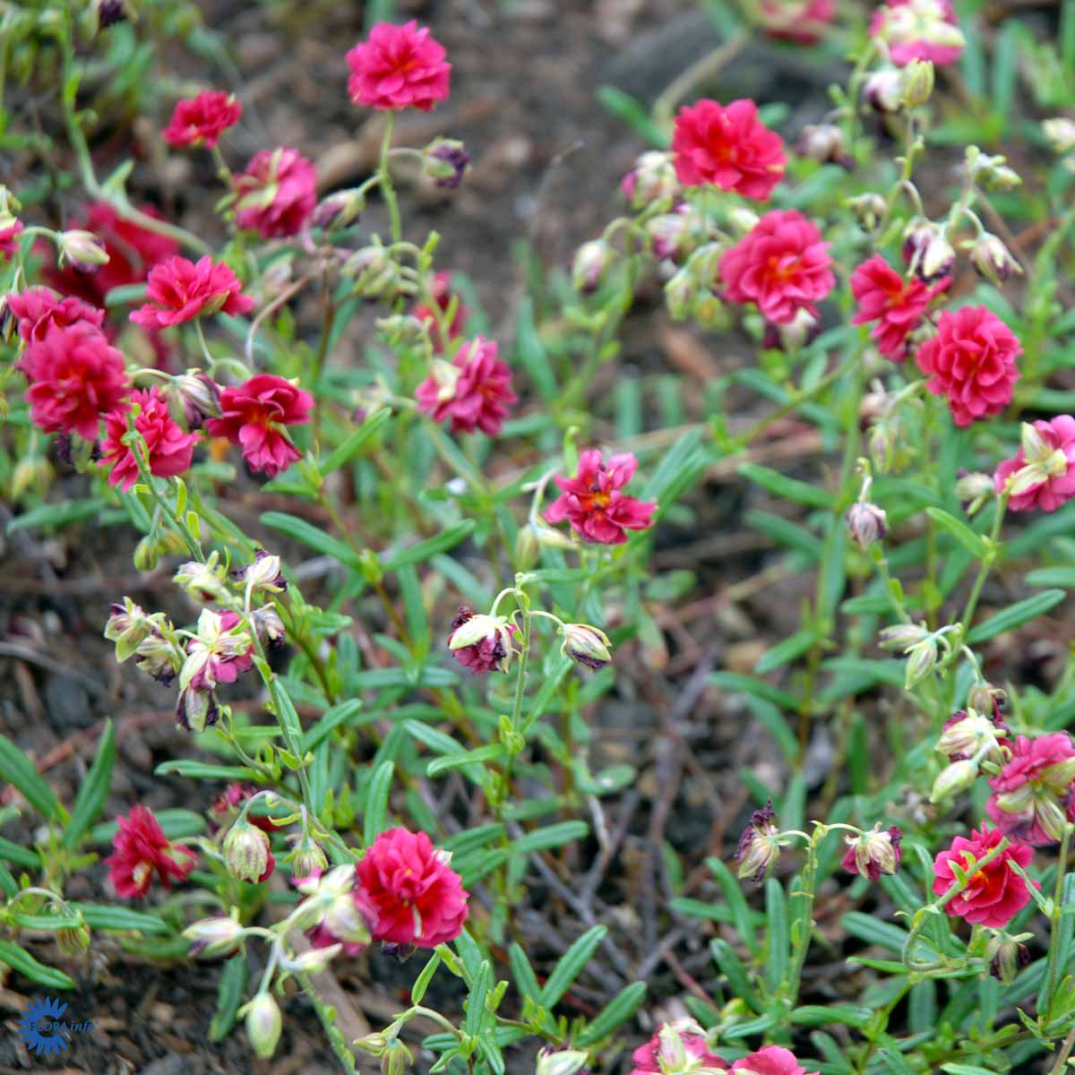 Bilde av Helianthemum 'Cerise Queen'-Spanne Plantesalg