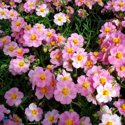Bilde av Helianthemum 'Lawrenson's Pink'-Spanne Plantesalg