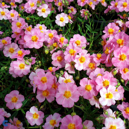 Bilde av Helianthemum 'Lawrenson's Pink'-Spanne Plantesalg