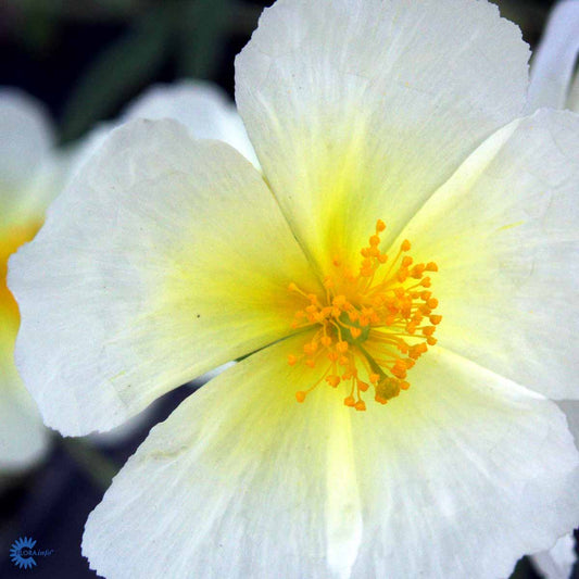 Bilde av Helianthemum 'The Bride'-Spanne Plantesalg