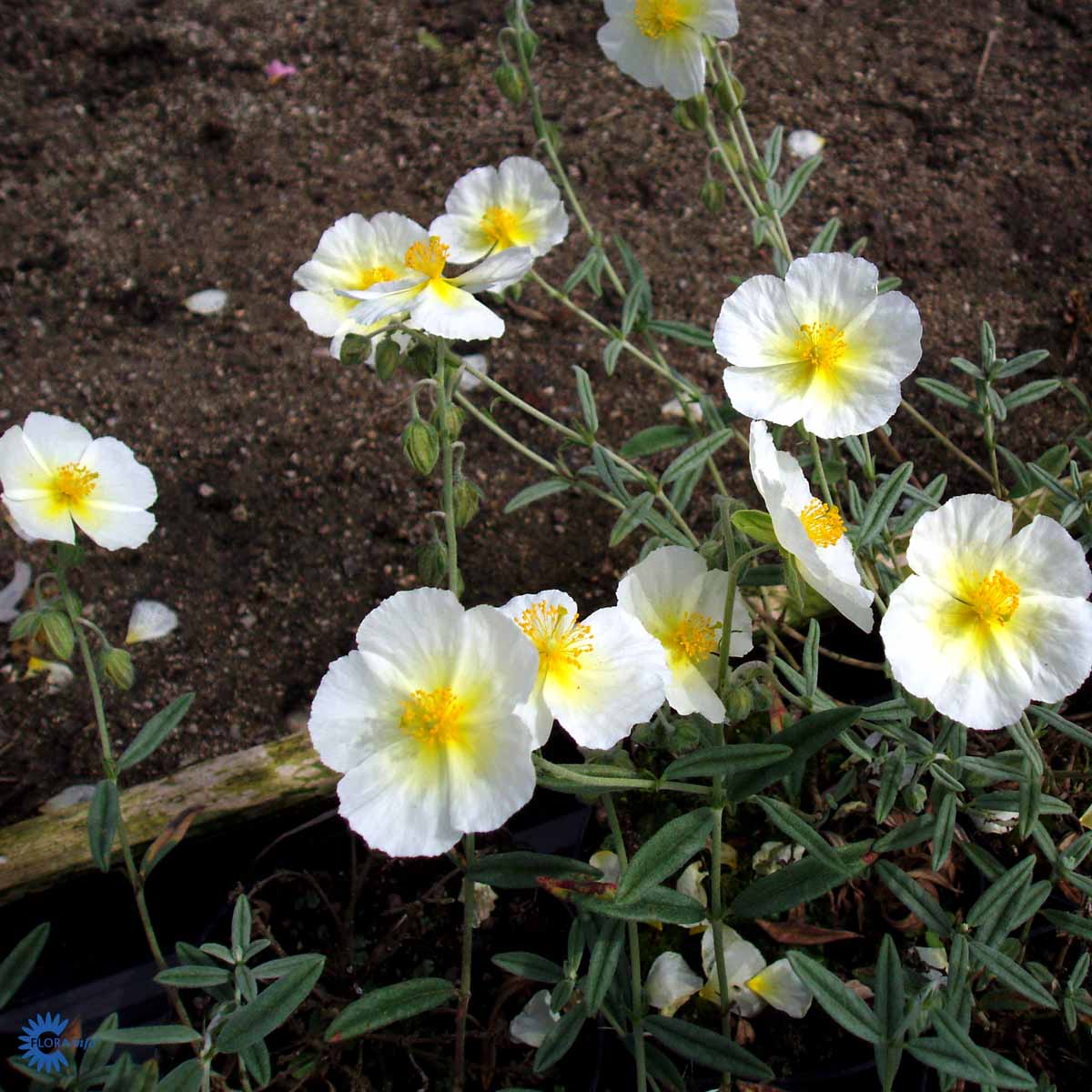 Bilde av Helianthemum 'The Bride'-Spanne Plantesalg
