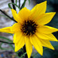 Bilde av Helianthus salicifolius-Spanne Plantesalg