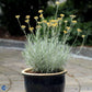Bilde av Helichrysum italicum-Spanne Plantesalg
