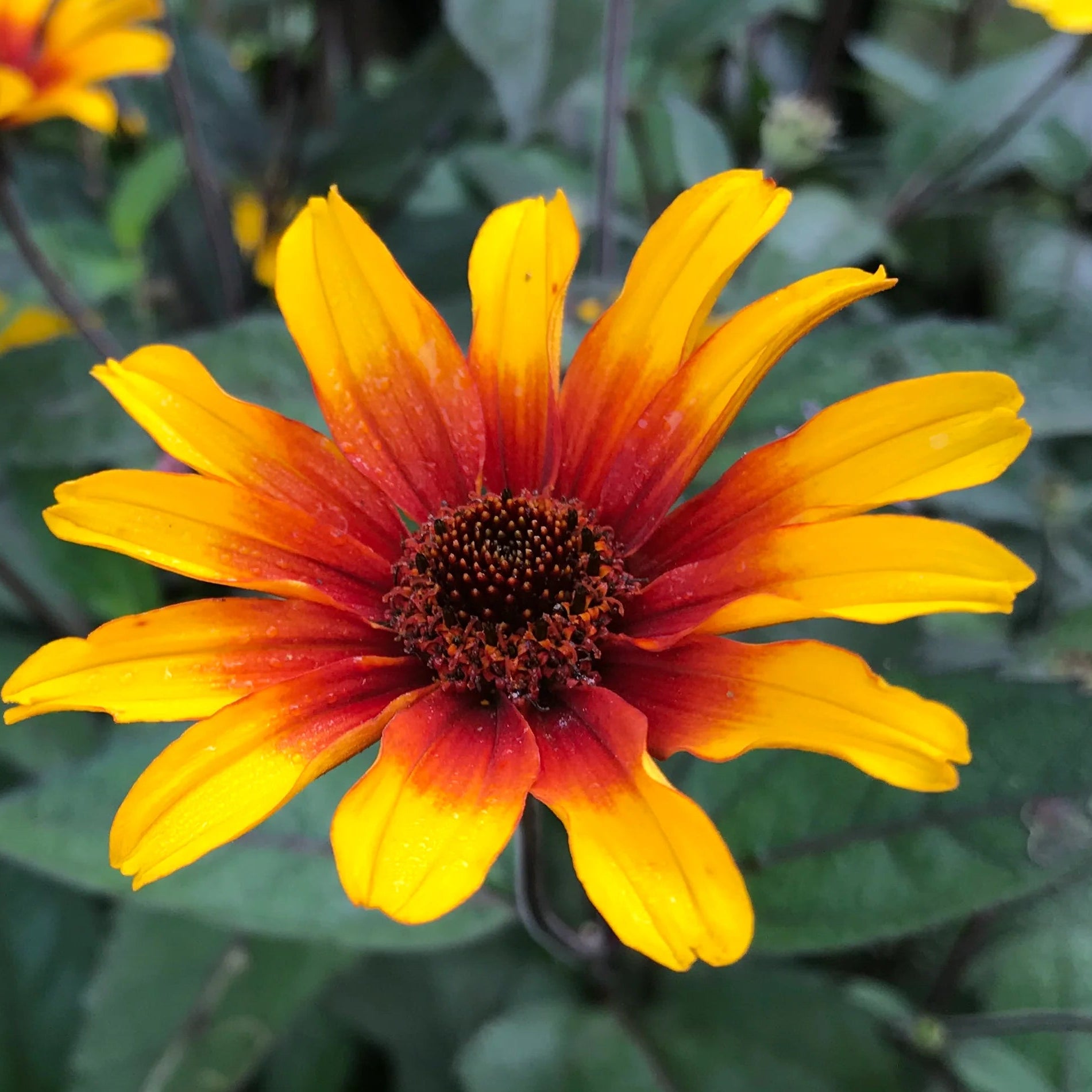 Bilde av Heliopsis h. 'Burning Hearts'-Spanne Plantesalg