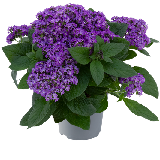 Bilde av Heliotropium arborescens Honey Blue 3 st-Spanne Plantesalg