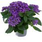 Bilde av Heliotropium arborescens Honey Blue 3 st-Spanne Plantesalg