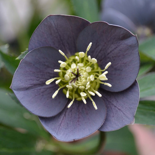 Bilde av Helleborus o. 'Slaty Blue'-Spanne Plantesalg